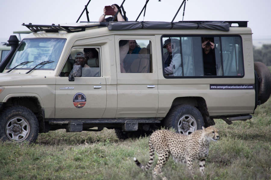 Serengeti Wildlife Tour