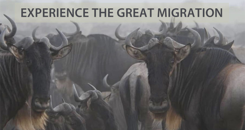 Experience the Great Migration