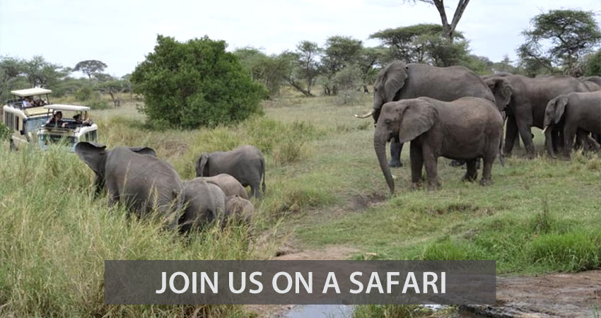 Join us on a safari