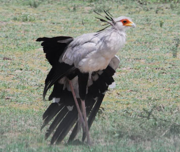 Tanzania bird