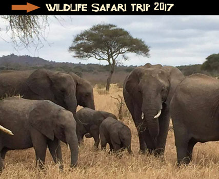 Tanzania Wildlife Safari 2017