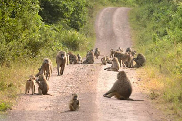 baboons on the road