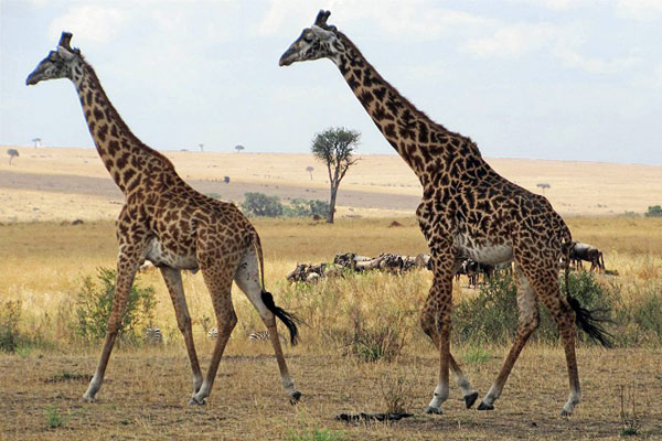 Tanzania giraffes