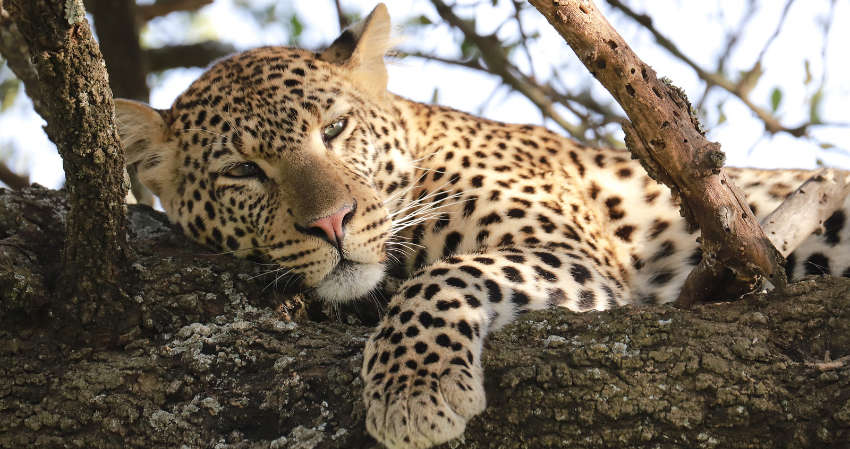 leopard napping in tree in Tanzania