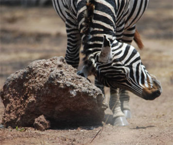zebra scratching headsafari hippo
