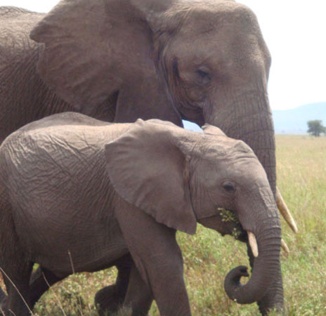 elephant with baby 