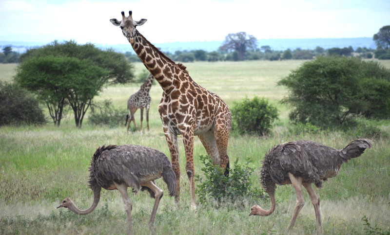 giraffe and ostriches in Tanzania