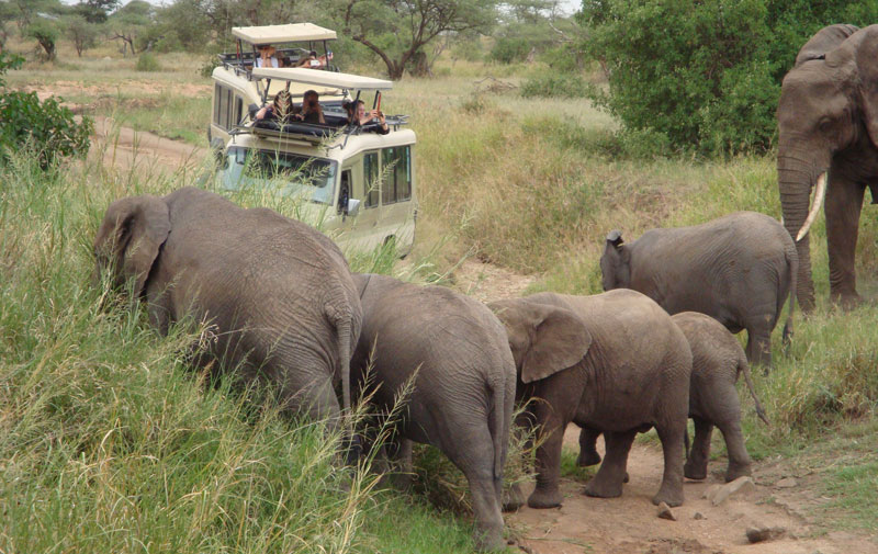 Tanzania African Safari Tour