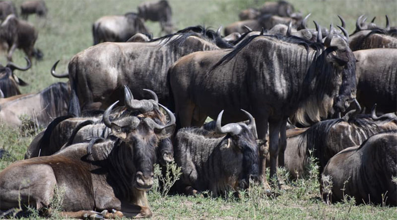 wildebeest in Tanzania