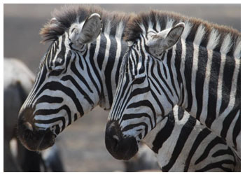 zebras on safari