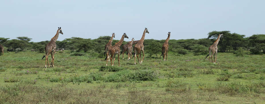 giraffes on Tanzania classic safari tour
