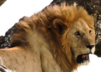 male lion on safari