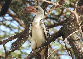 African bird