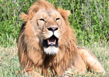 African Lion