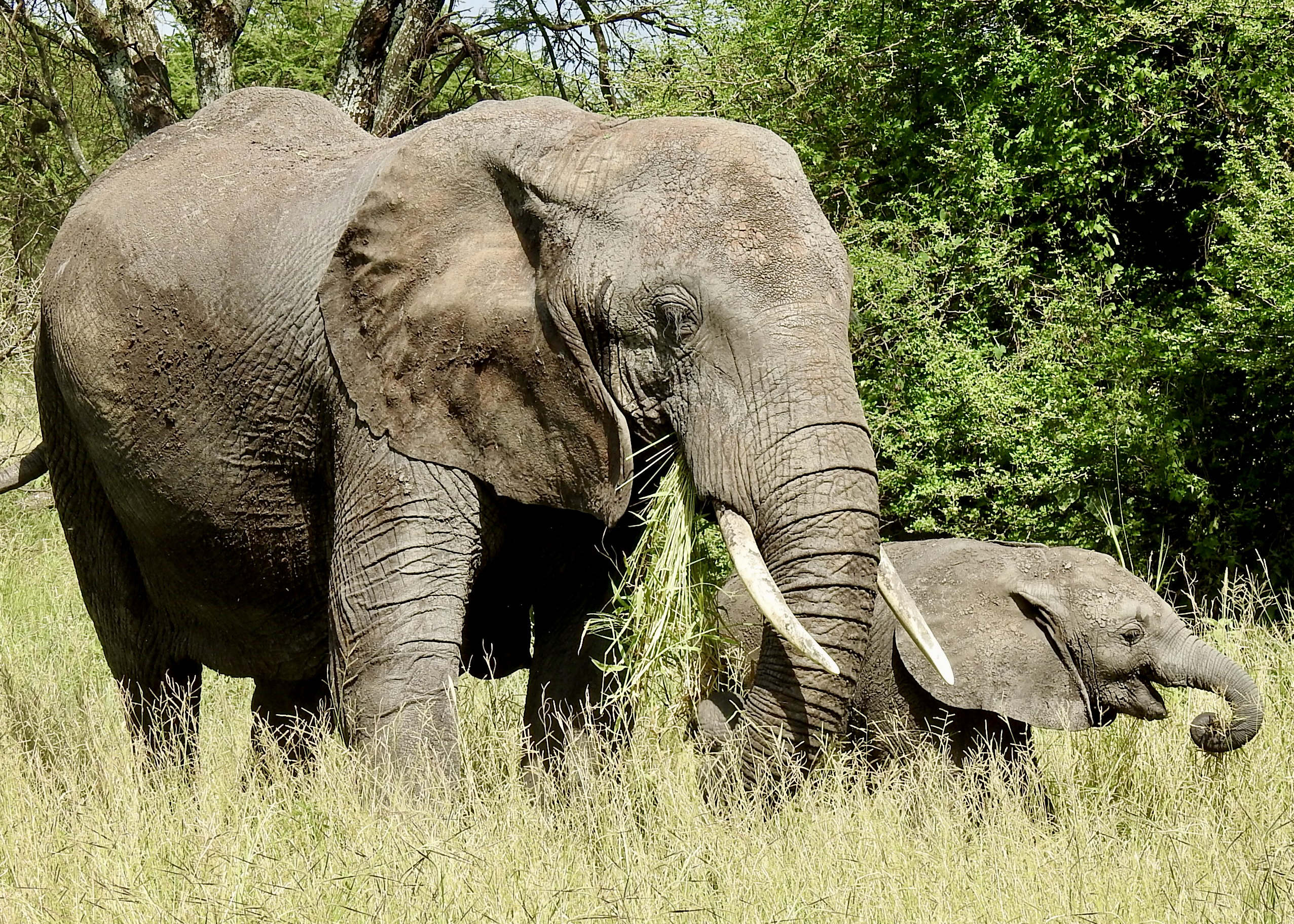 Baby Elephant with Mother