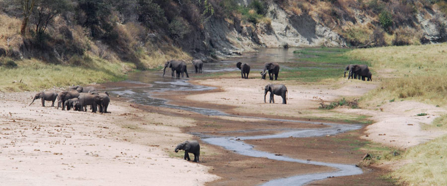 Elephants in Ngorngoro Crater
