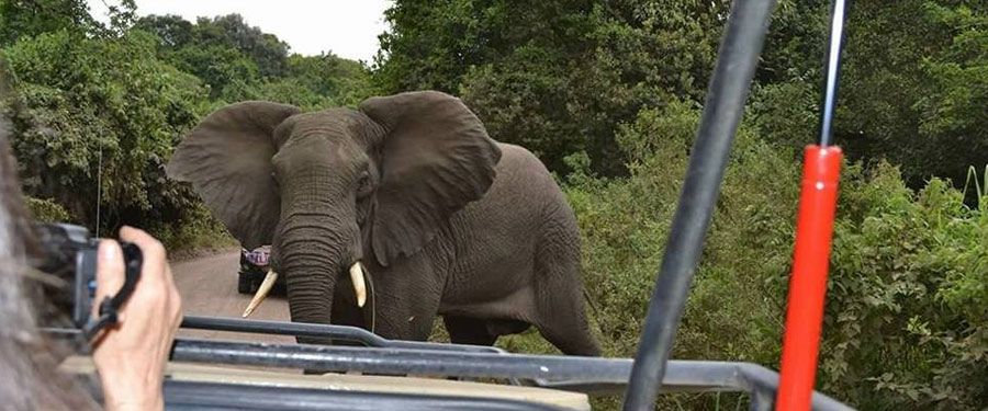 female elephant near jeep