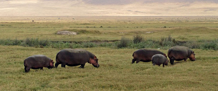 Hippos on safari