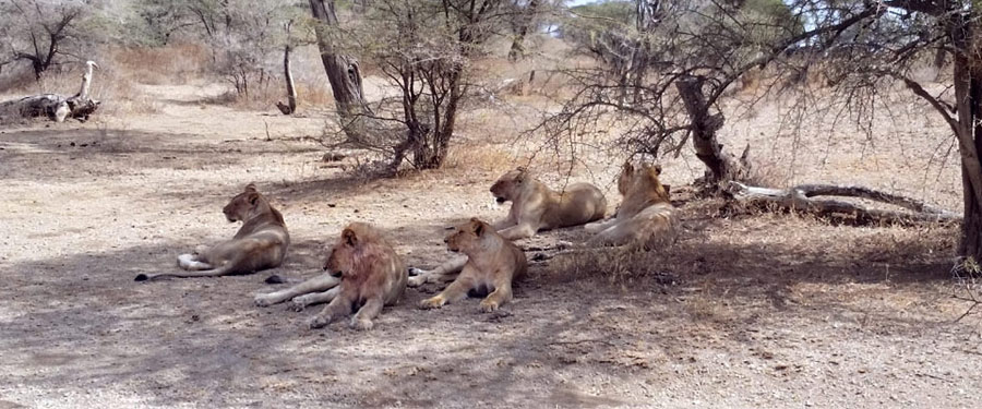 Lion Pride in Tanzania