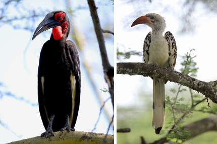 african birds