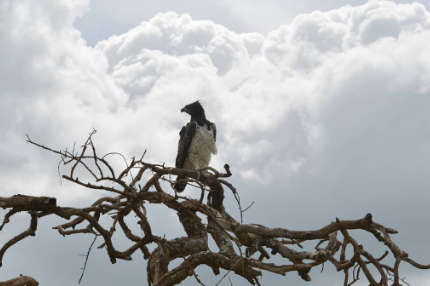 african hawk