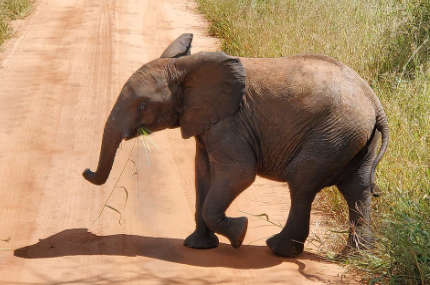 baby elephant