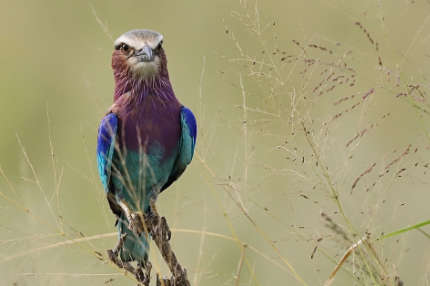 breasted roller bird