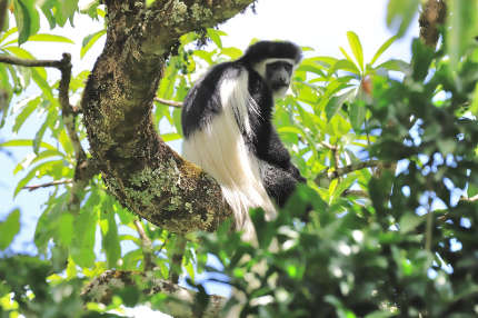 colobus monkey