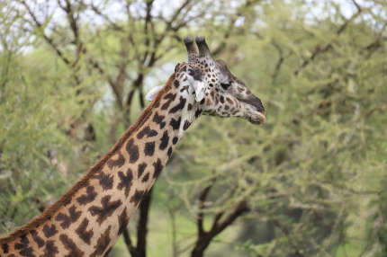 giraffe on safari