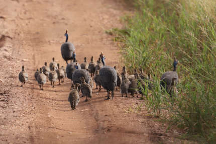 helmeted guinea fowl