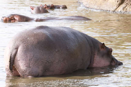 hippopotamus