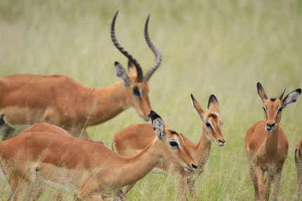 african impalas