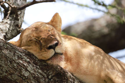 sleeping lion