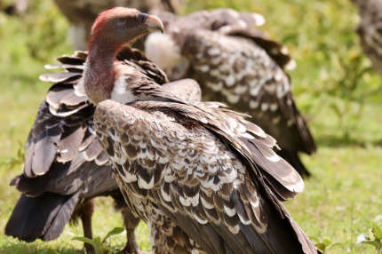 african vulture