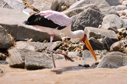 yellow billed storks