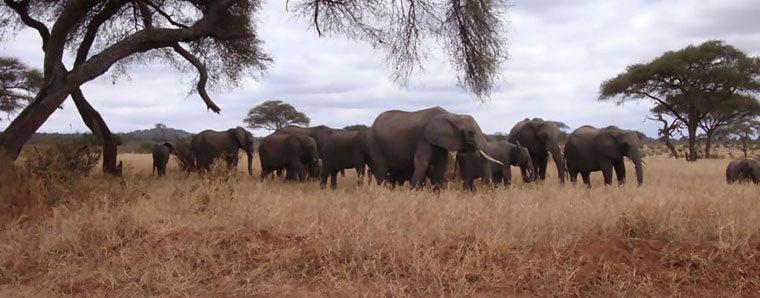 elephants on safari