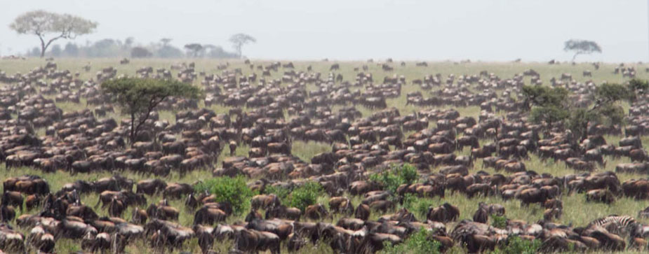 wildebeest migration safari - Tanzania
