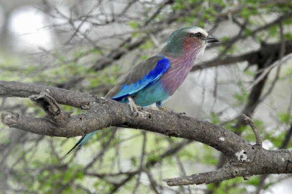 spectacular bird