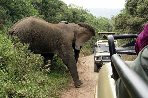 close-up of an elephant