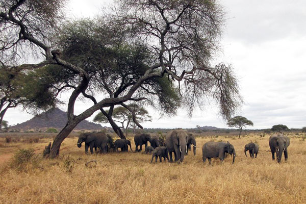 Elephants on the serengeti