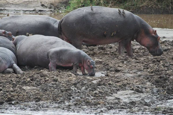 Hippos spotted in the water