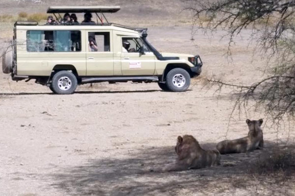 Lion pride seen on safari